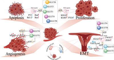 Glucose transporters: Important regulators of endometrial cancer therapy sensitivity